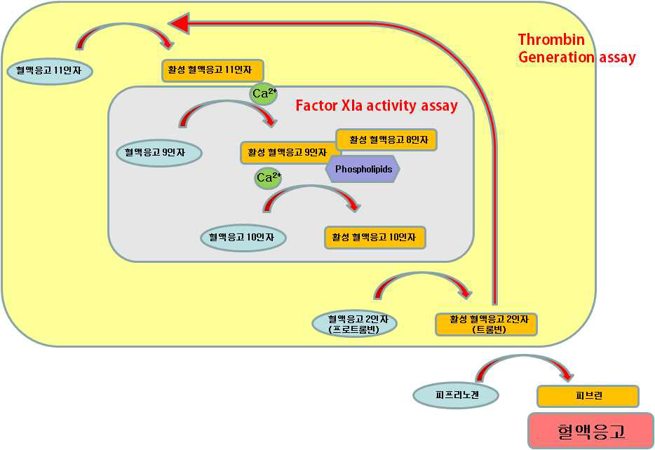 혈전생성 확인시험법 도식
