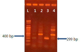 B. cereus와 B. thuringiensis의 PCR 반응 후 전기영동