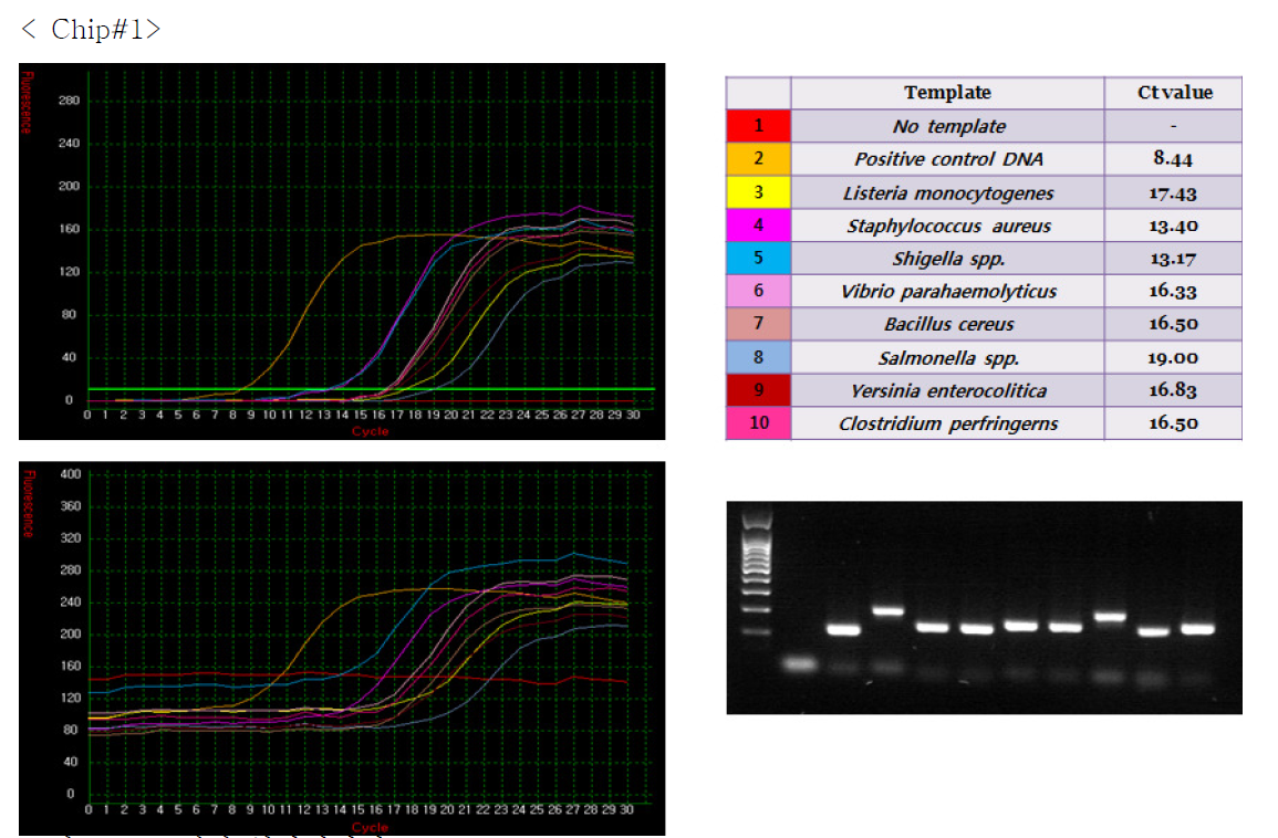 10채널 칩상에서의 Listeria monocytogenes, Staphylococcus aurus, Shigella spp., Vibrio parahaemolyticus, Bacillus cereus, Salmonella spp. Yersinia enterocolitica, Clostridium perfringenes 동시 검출 분석 결과(Real-Time PCR반응 측정 그래프와 젤 전기영동 사진)