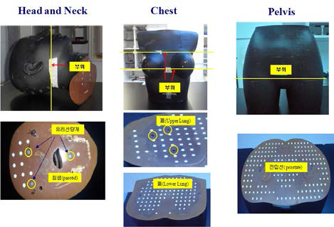 장기별 선량 측정을 위한 인체모형팬톰 및 유리선량계 배치