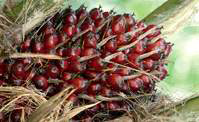 Palm fresh fruit bunch