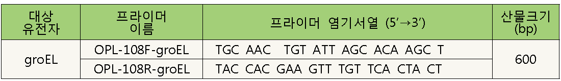 groEL gene PCR primers.