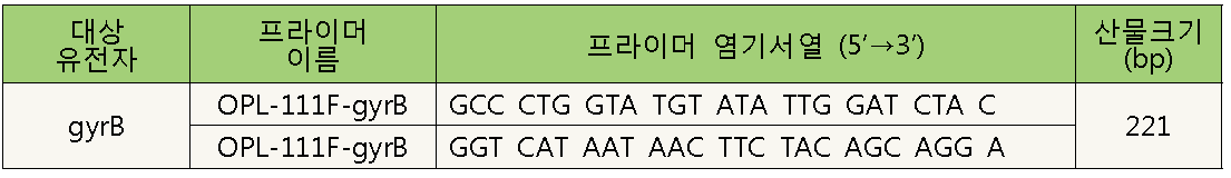 gyrB gene PCR primers.