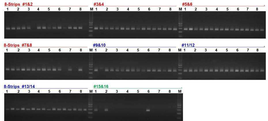 motB primer들의 triplex PCR 및 전기영동 결과