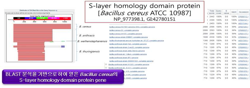 BLAST 분석을 기반으로 하여 얻은 Bacillus cereus의 S-layer homology domain protein gene