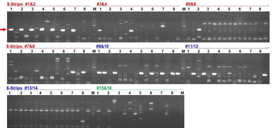S-layer homology domain protein primer들의 PCR 및 전기영동 결과