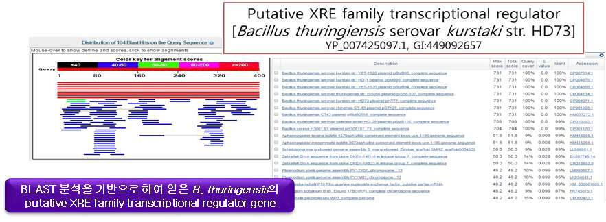 BLAST 분석을 기반으로 하여 얻은 Bacillus thuringensis의 putative X RE family transcriptional regulator gene