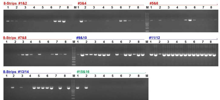 cry2 primer들의 PCR 및 전기영동 결과