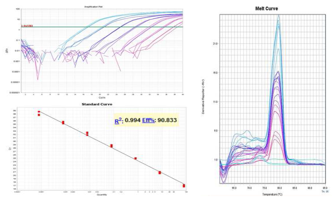 groEL primers를 사용한 real-time PCR의 Amplication curve, Standard curve 및 Melting curves.