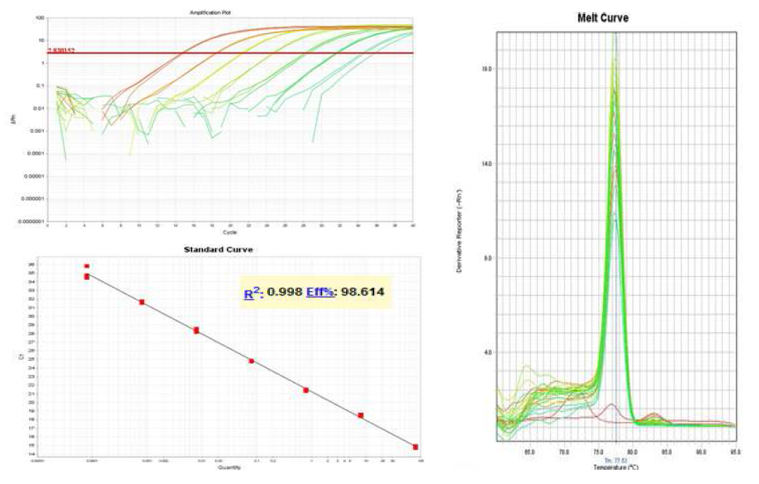 Amplication curve, Standard curve and Melting curves generated by real-time PCR using gyrB primers