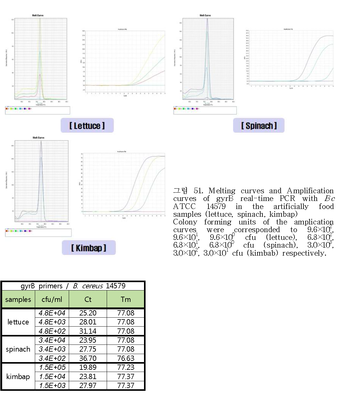 Melting curves and Amplification curves of gyrB real-time PCR with Bc ATCC 14579 in the artificially food samples (lettuce, spinach, kimbap)