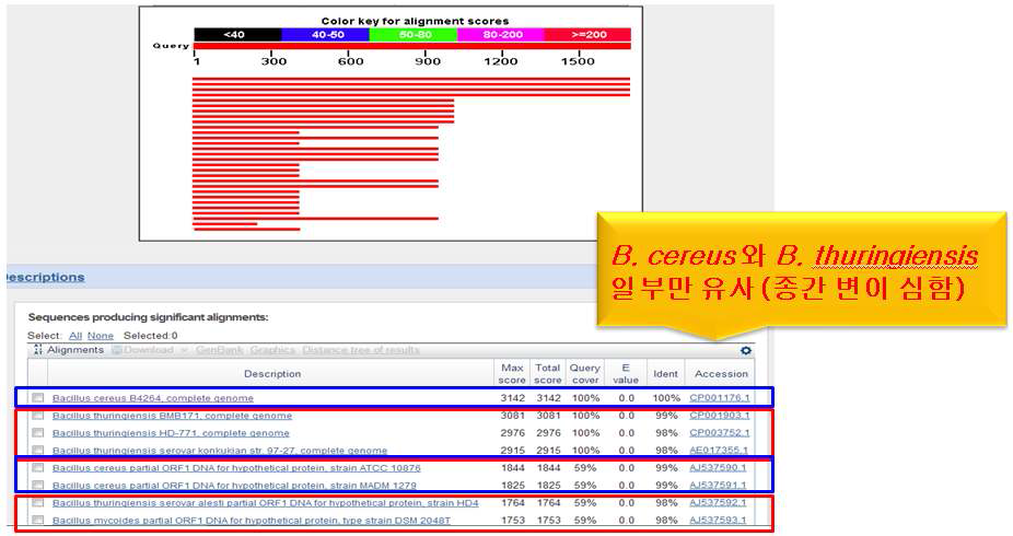 B. cereus 검출을 위해 사용된 기존의 plasmid의 BLAST 결과