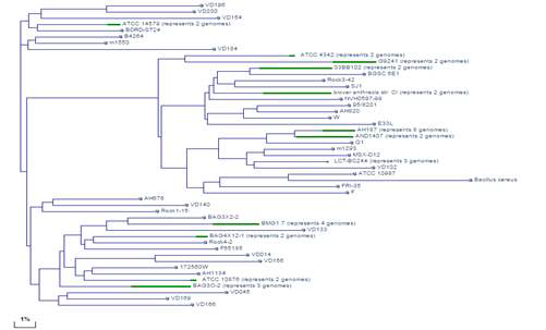 Dendrogram of B. cereus based on genomic BLAST