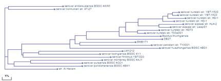 Dendrogram of B. thuringiensis based on genomic BLAST