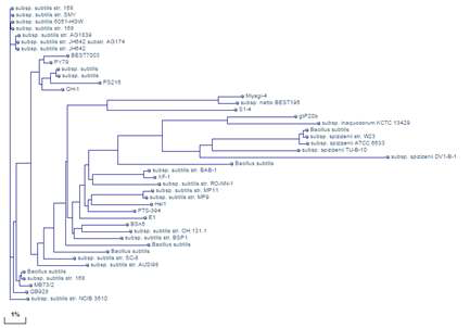 Dendrogram of B. subtilis based on genomic BLAST