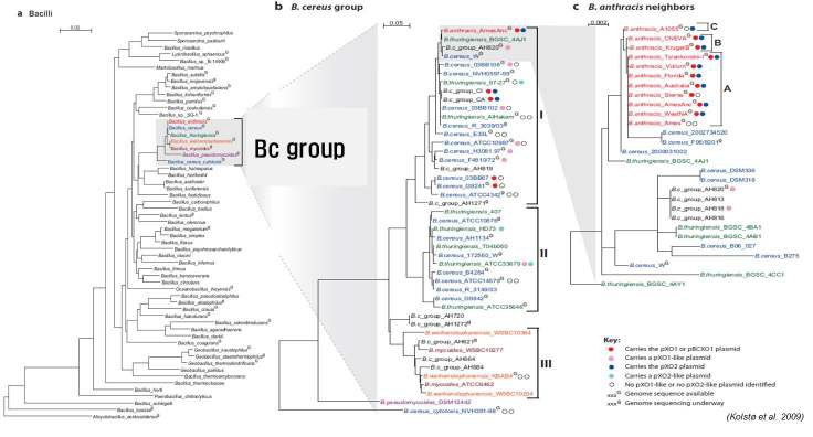 16S rDNA에 근거한 계통분석. Phylogenetic relationships among Bacilli and B. cereus group bacteria.