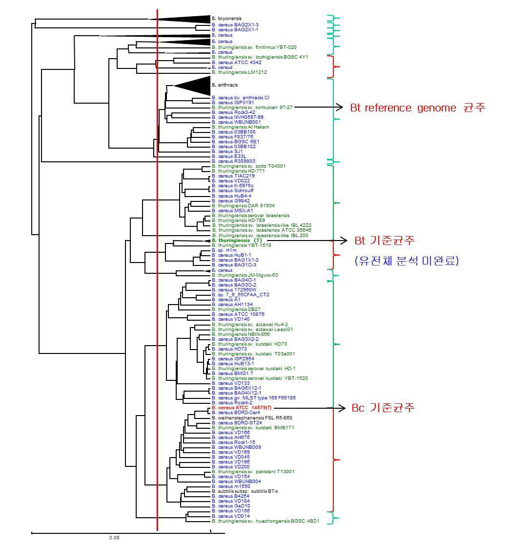 B. cereus group에 대한 유전체 기반 계통분석