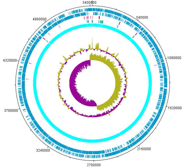 B. thuringiensis ATCC 10792의 염색체 원형유전체 지도.