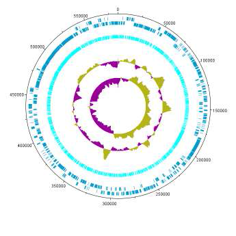 plasmid 1