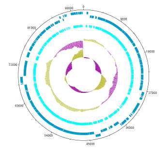 plasmid 3