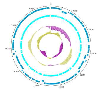 plasmid 4