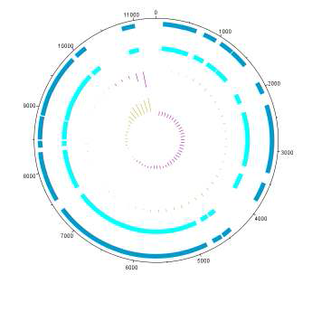 plasmid 5