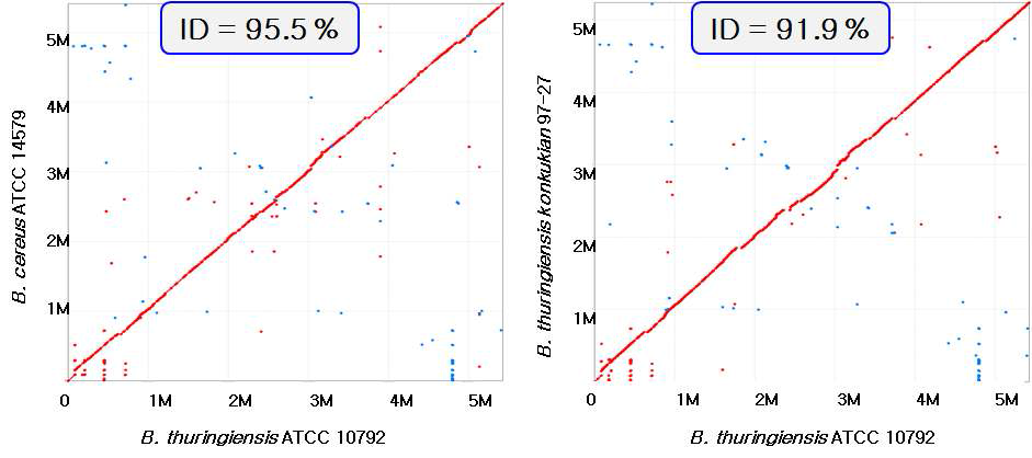 Dot-plot of Nucleotide alignments between B. cereus group strains.