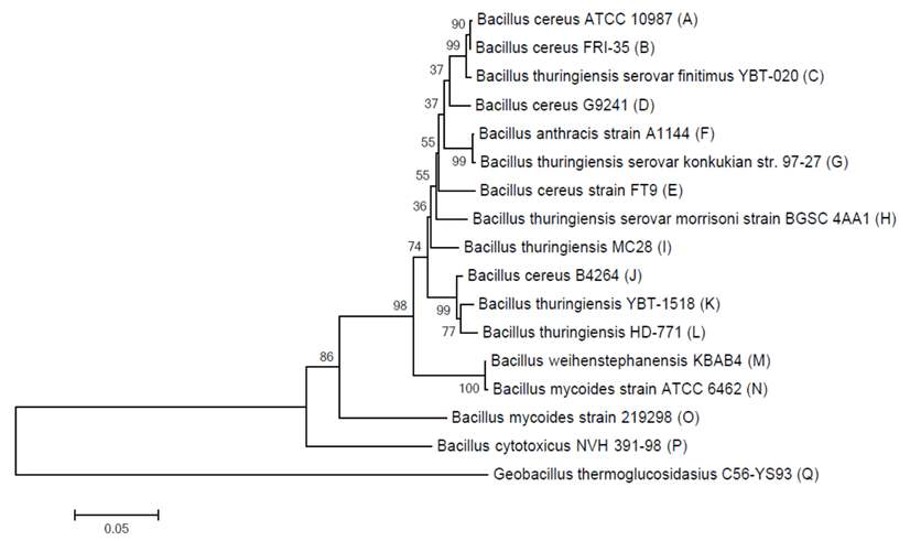 Lipoprotein 단백질 및 유전자를 BLASTN으로 분석하여 작성한 cladogram.