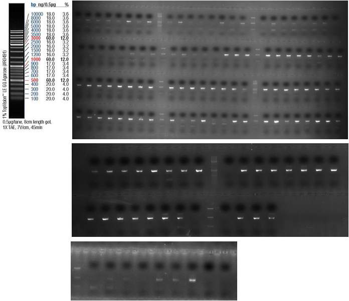 Lipoprotein의 DNA sequencing을 하기위한 PCR 반응 결과. PCR한 후 DNA를 gel elution하여 DNA 서열화를 진행함.