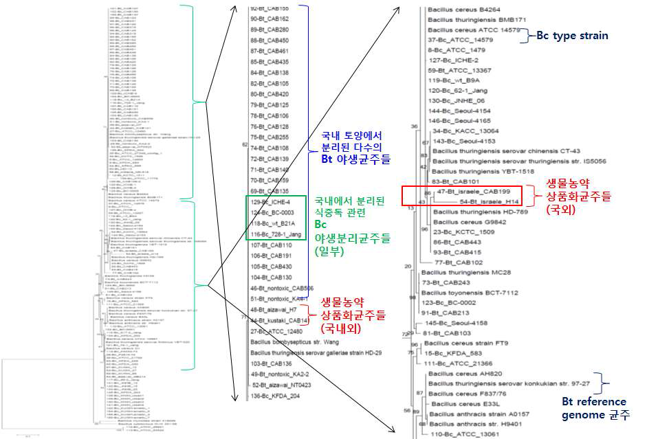 Lipoprotein 유전자의 cladogram