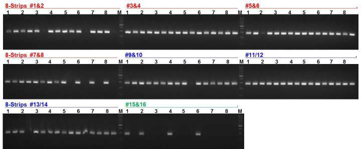 new lipoprotein primer: lipo-4 primers set의 PCR 및 전기영동 결과