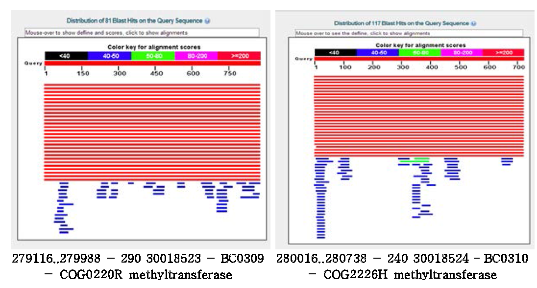 BLAST 분석을 기반으로 하여 얻은 2개의 methyltransferase sequences