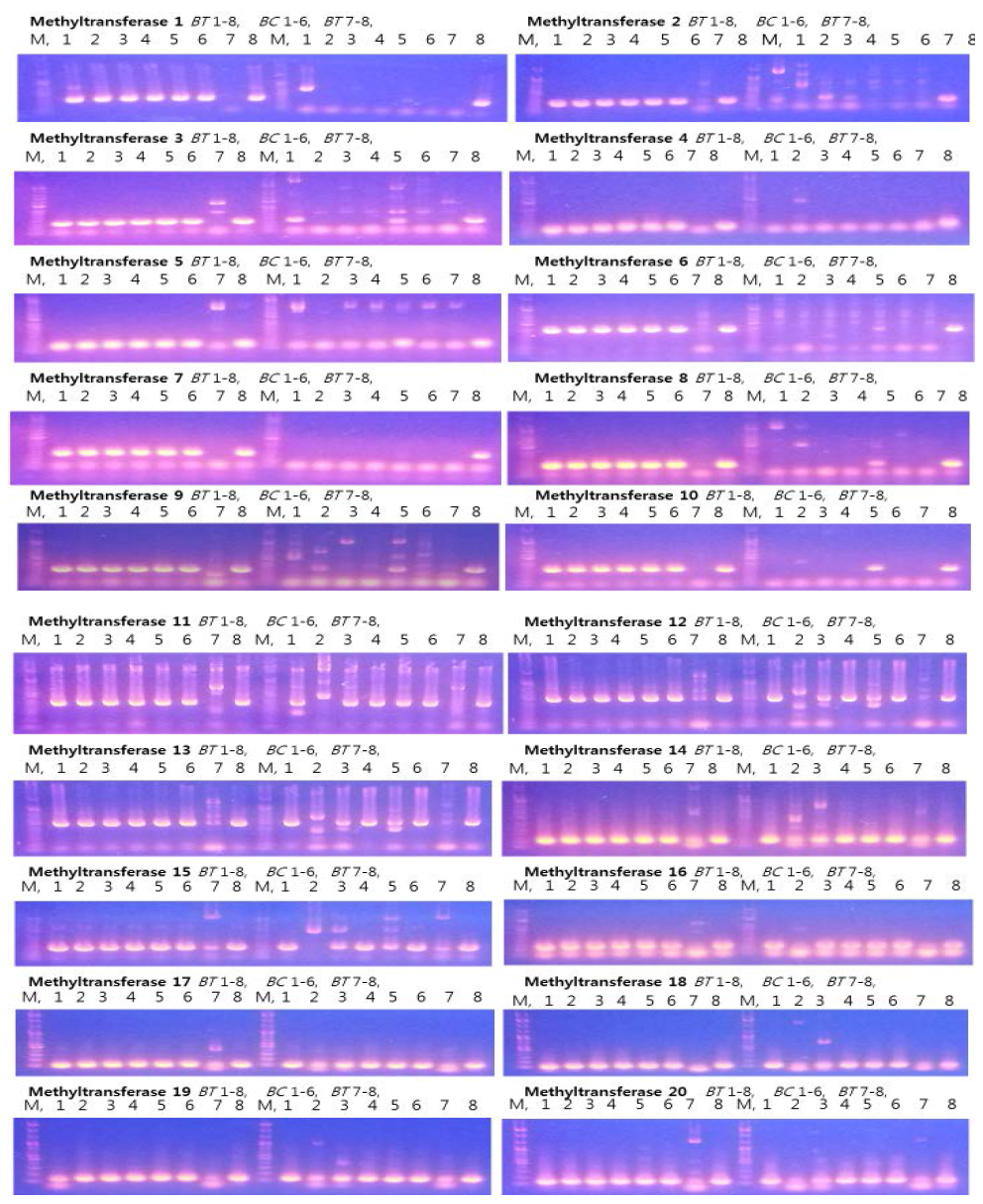 Methyltransferase primer들의 PCR 및 전기영동 결과