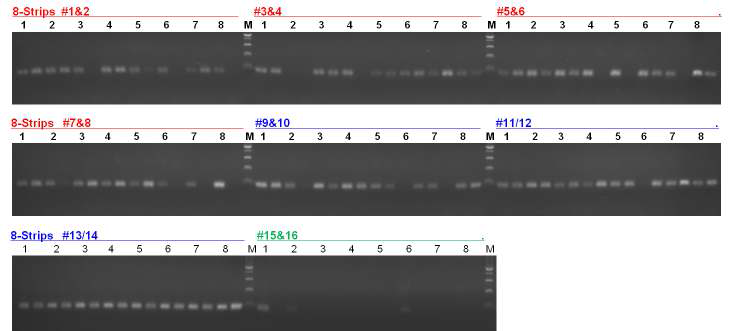 Methyltransferase primer들의 PCR 및 전기영동 결과