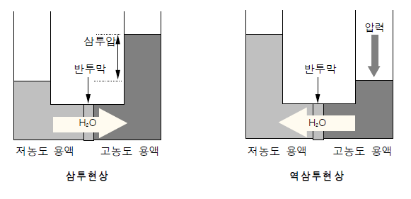 삼투 현상과 역삼투 현상 원리