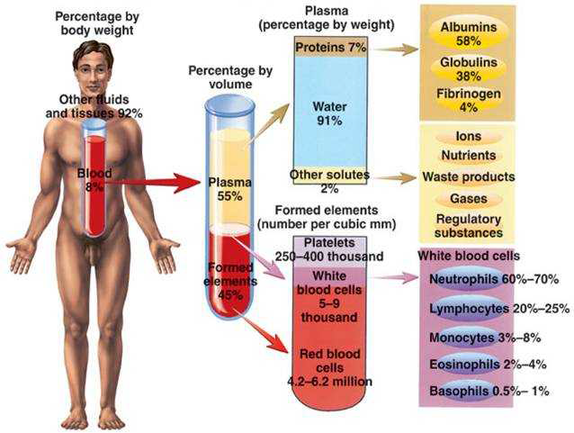 혈액 성분 및 혈장 단백질의 구성