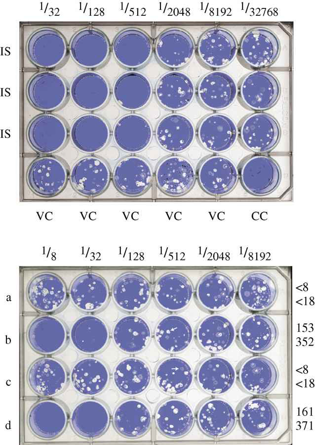 Crystal violet으로 염색한 PRNT test (Cohen 등, Vaccine 2007; 26: 59—66)