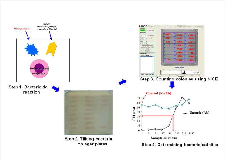 Scheme of Meningococcal Serum Bactericidal Assay