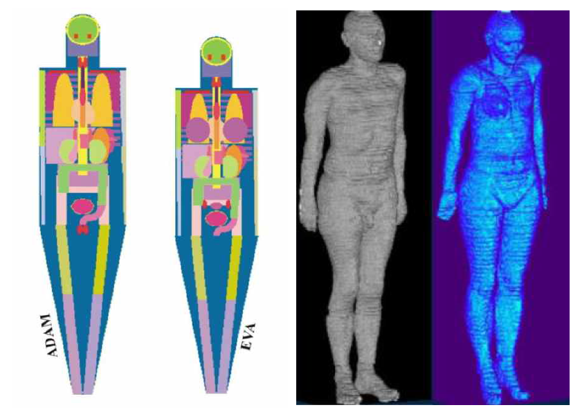 수학적 선량평가 모의체(좌)와 인체의 실제 영상을 기반으로 개발된 선량평가 모의체(우)
