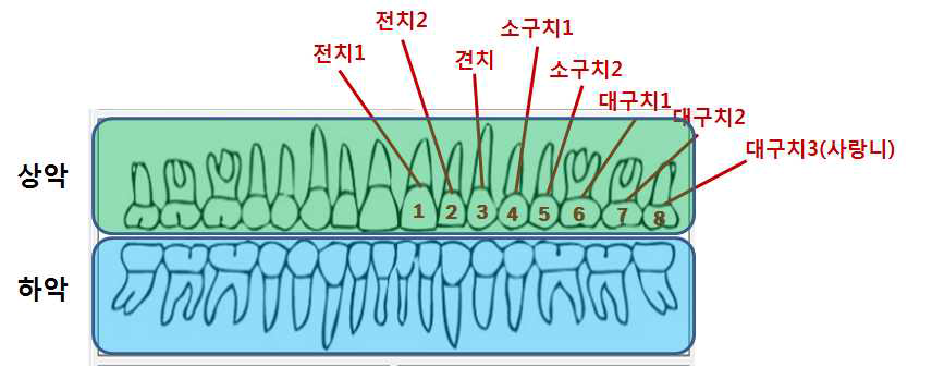 치아의 위치 및 명칭