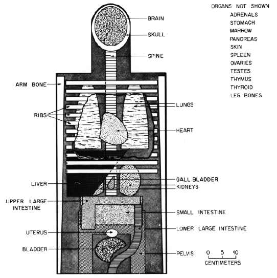 PCXMC의 최초 선량평가 모의체 (Cristy et al. 1987)