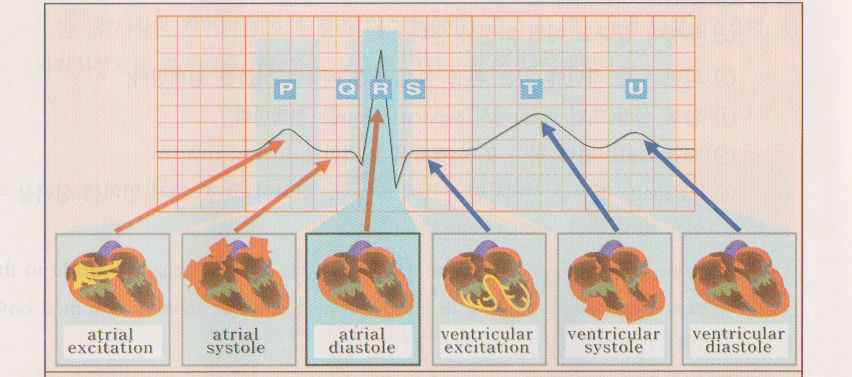 심장 활동의 변화에 따라 나타나는 파형의 형태 - P, Q, R, S, T, U파
