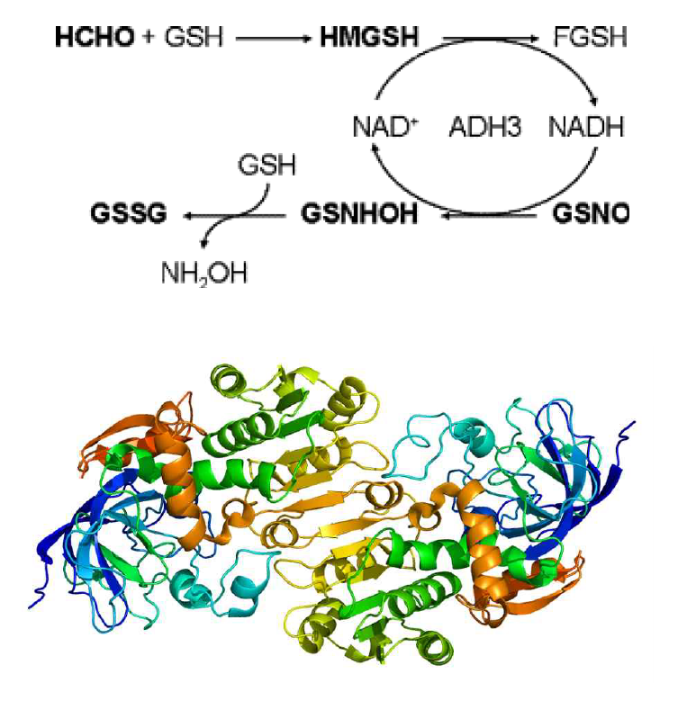 Model for formaldehyde –induced GSNO depeltion & 3D structure of ADH3