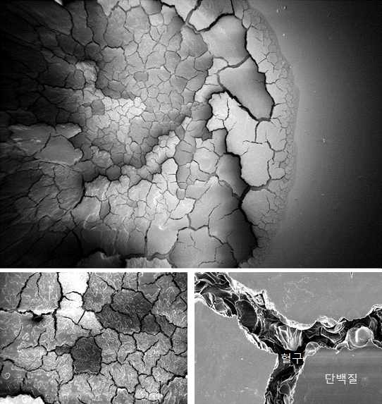 SEM image. (상) 고착된 혈흔, (하,좌) 혈흔의 중간 부분, (하,우) 혈흔의 외곽 부분