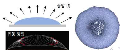 (좌) 액적의 증발에 따른 유동 방향, (우) coffee-ring effect