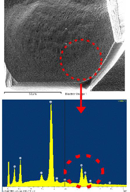 우라늄 1 μg 이 장전된 필라멘트의 형상 및 EDS 분석결과