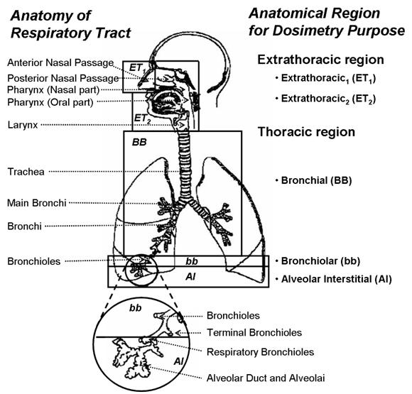 국제방사선방호위원회(ICRP) 인체호흡기모델(HRTM)의 해부학적 구조