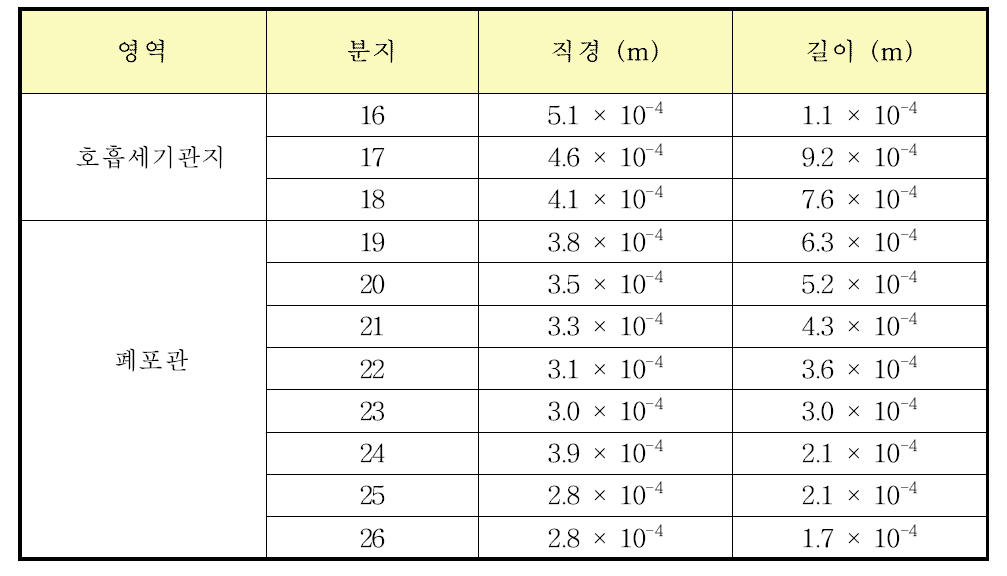 ICRP-66에서 제시하는 호흡세기관지 및 폐포관의 형태학적 수치