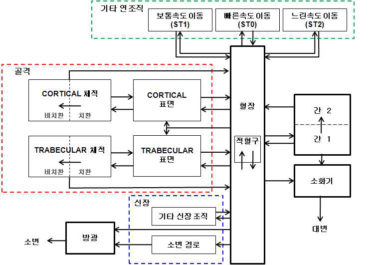 우라늄 핵종의 생체역학모델