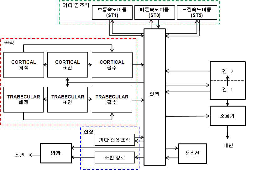 토륨 핵종의 생체역학모델